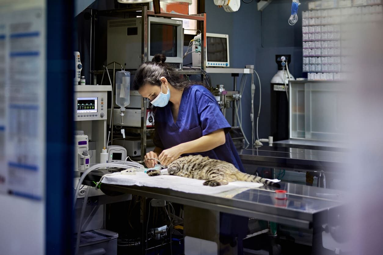 Curso de Anestesia y Analgesia Veterinaria