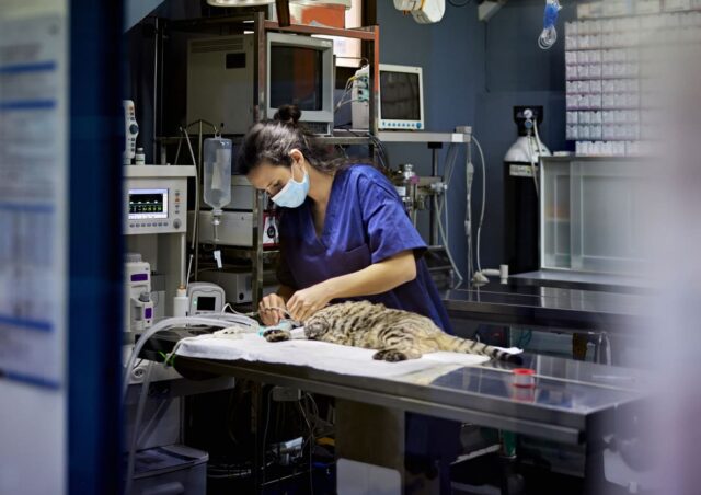 Curso de Anestesia y Analgesia Veterinaria